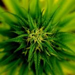 Marihuana lecznicza - co leczy?