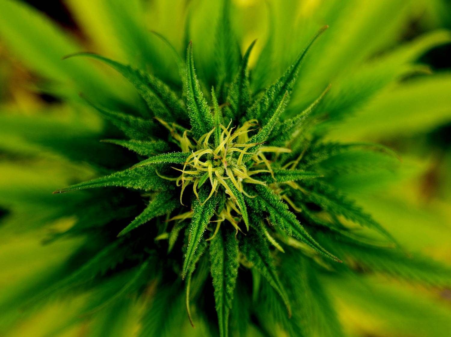 Marihuana lecznicza – co leczy?